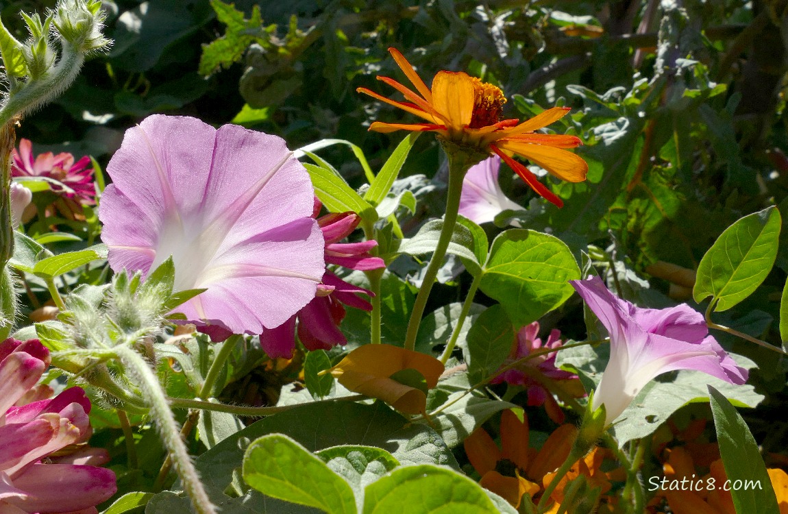 Pink Morning Glories