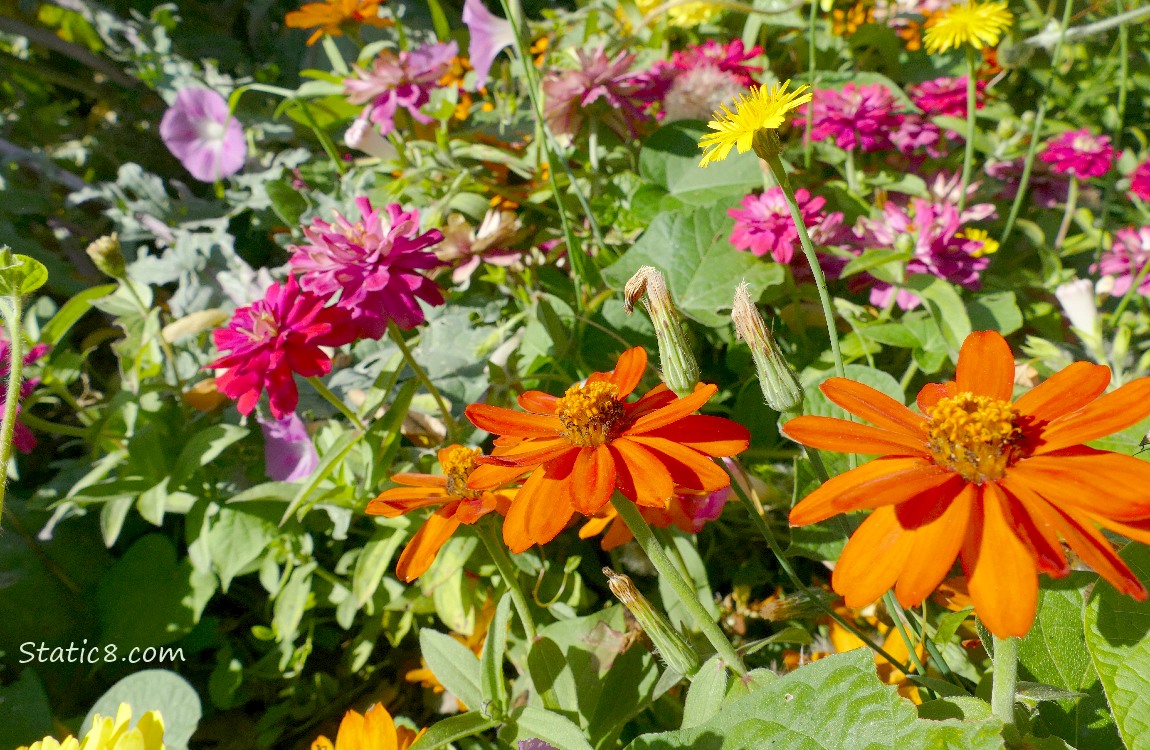 Orange flowers