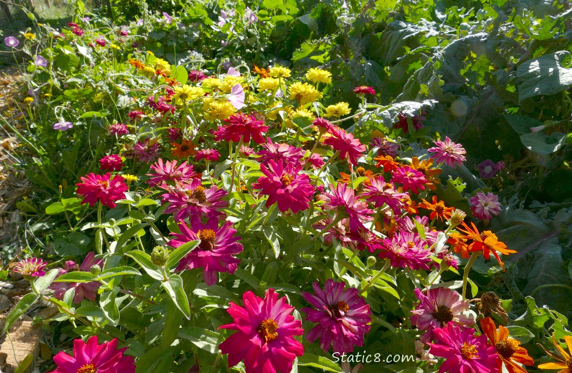 Pink and yellow Zinnias