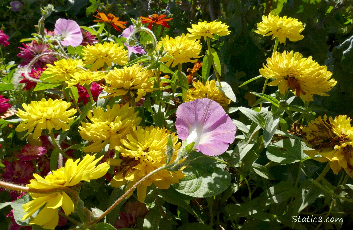 Yellow Zinnias