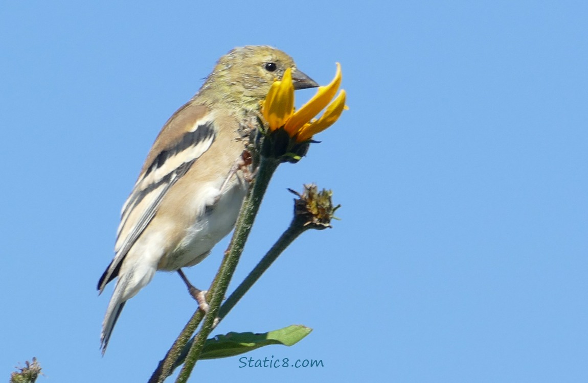 Goldfinch on a Sunchoke bloom