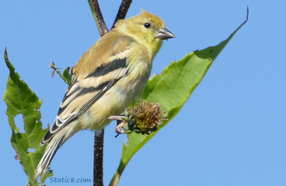 Wind blown Goldfinch standing on a Sunchoke branch