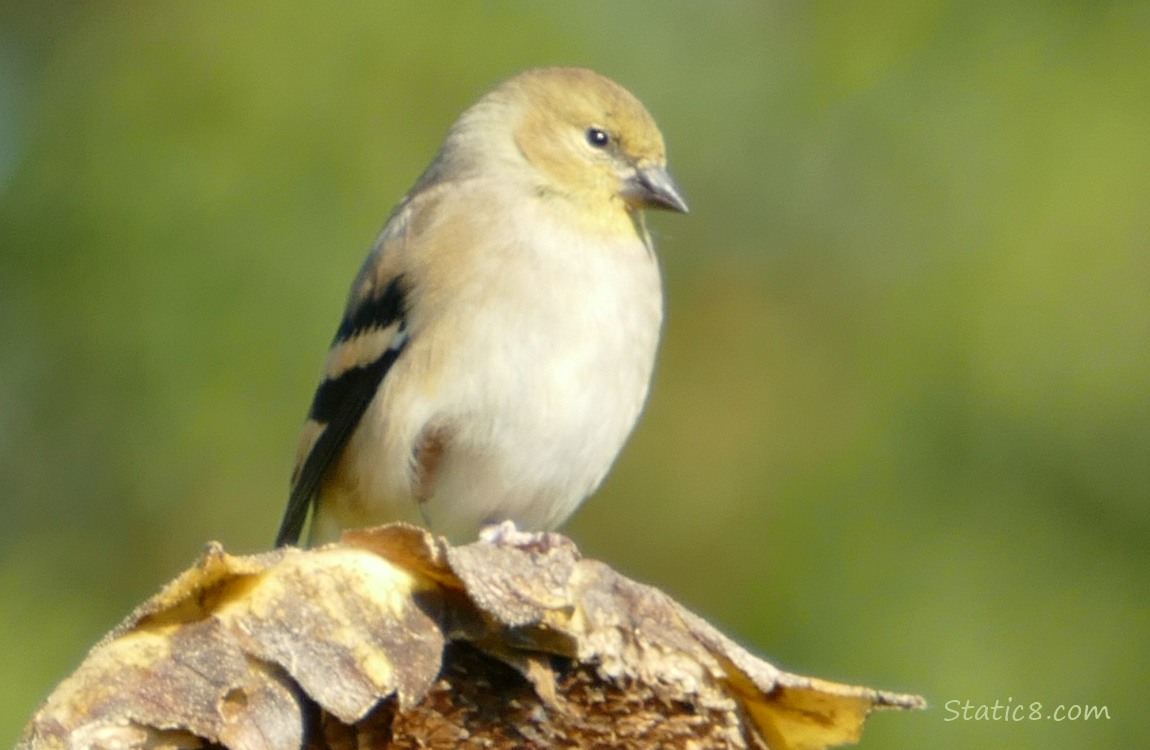 Goldfinch standing on a sunflower head, holding up a foot