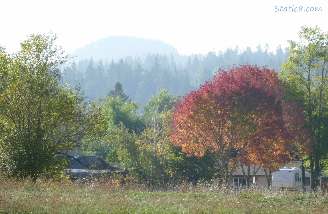 Trees on the hill