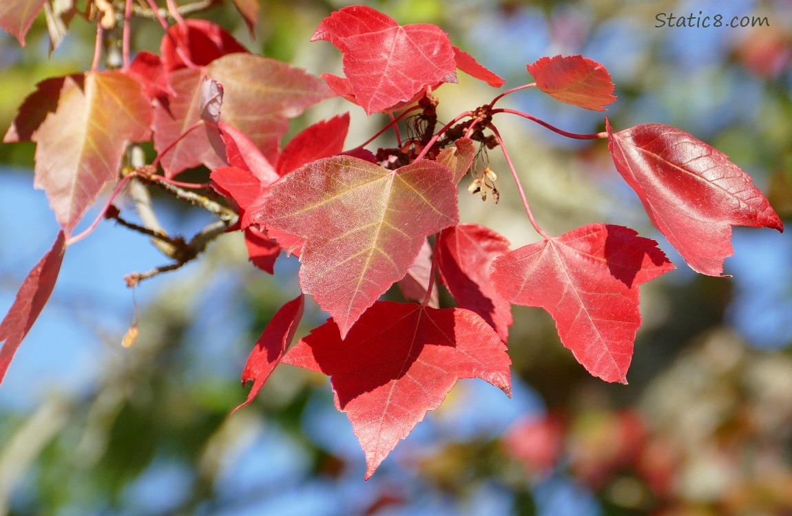 Red Maple leaves