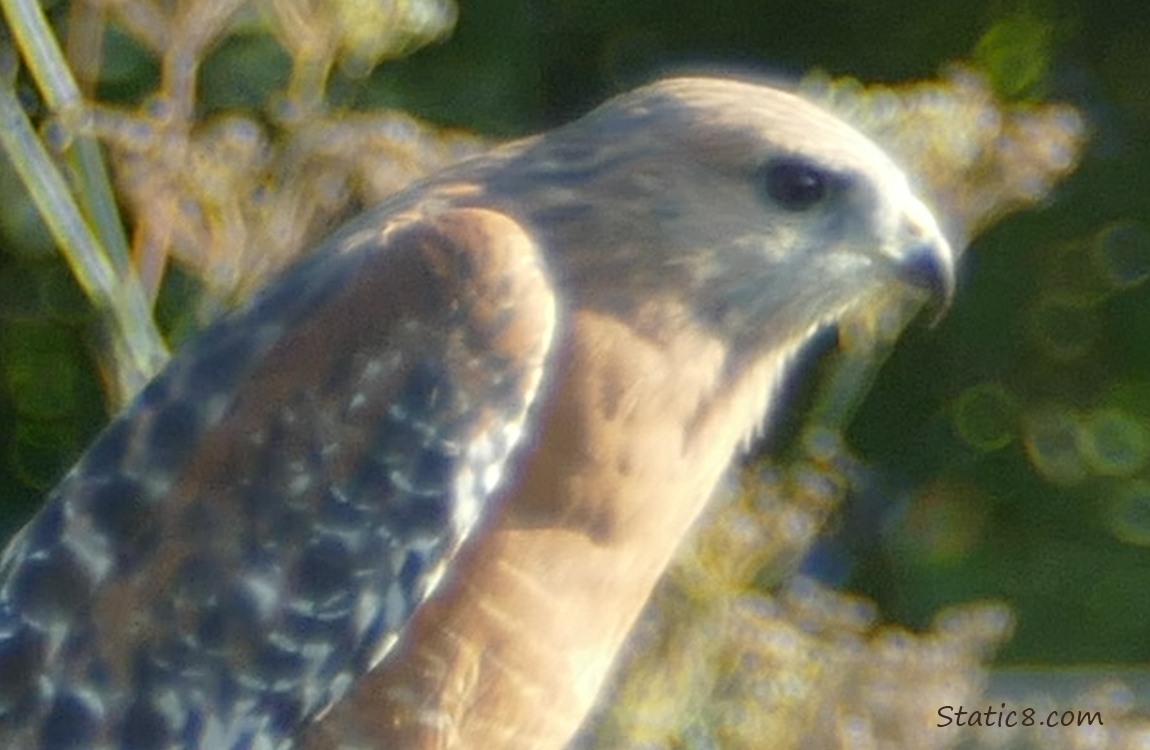 Close up of a Red Shoulder Hawk