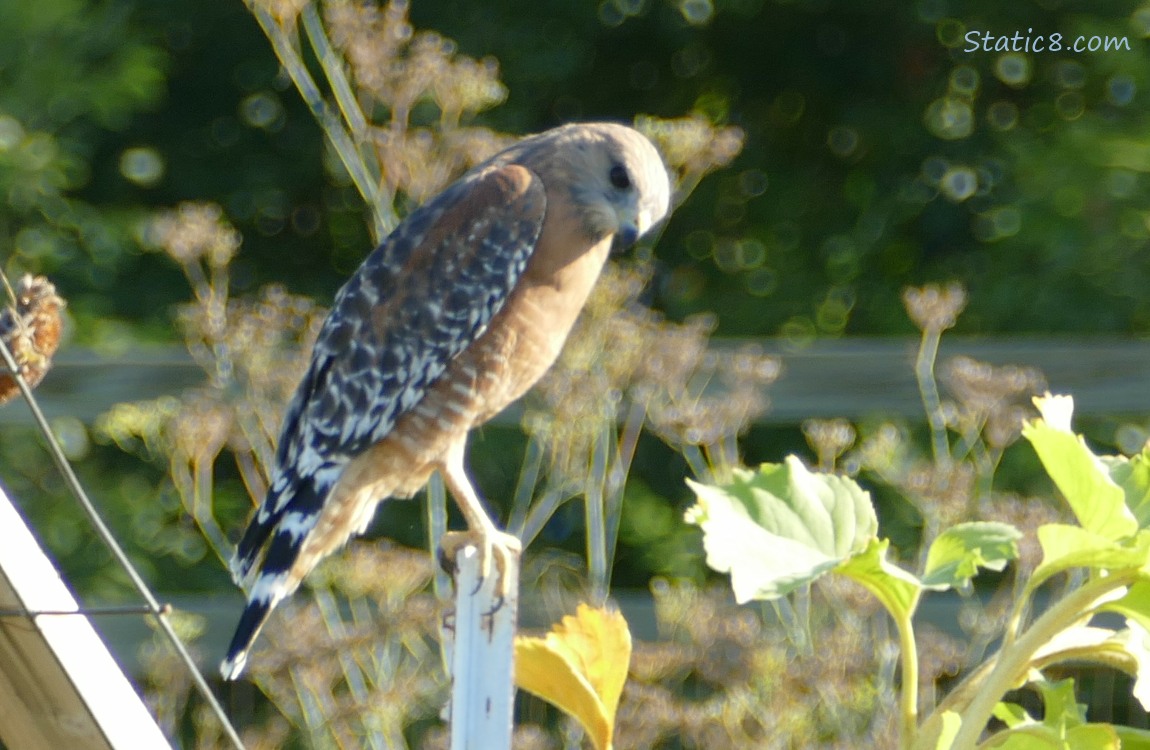 Red Shoulder Hawk standing on a pole in a garden