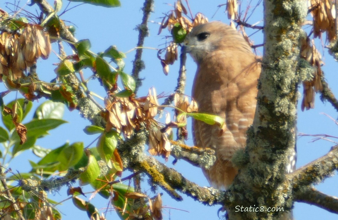 Red Shoulder Hawk standing in a tree