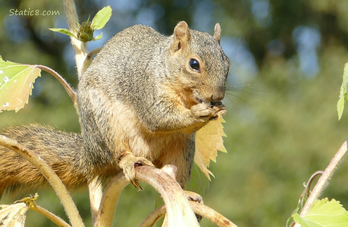 Squirrel eating