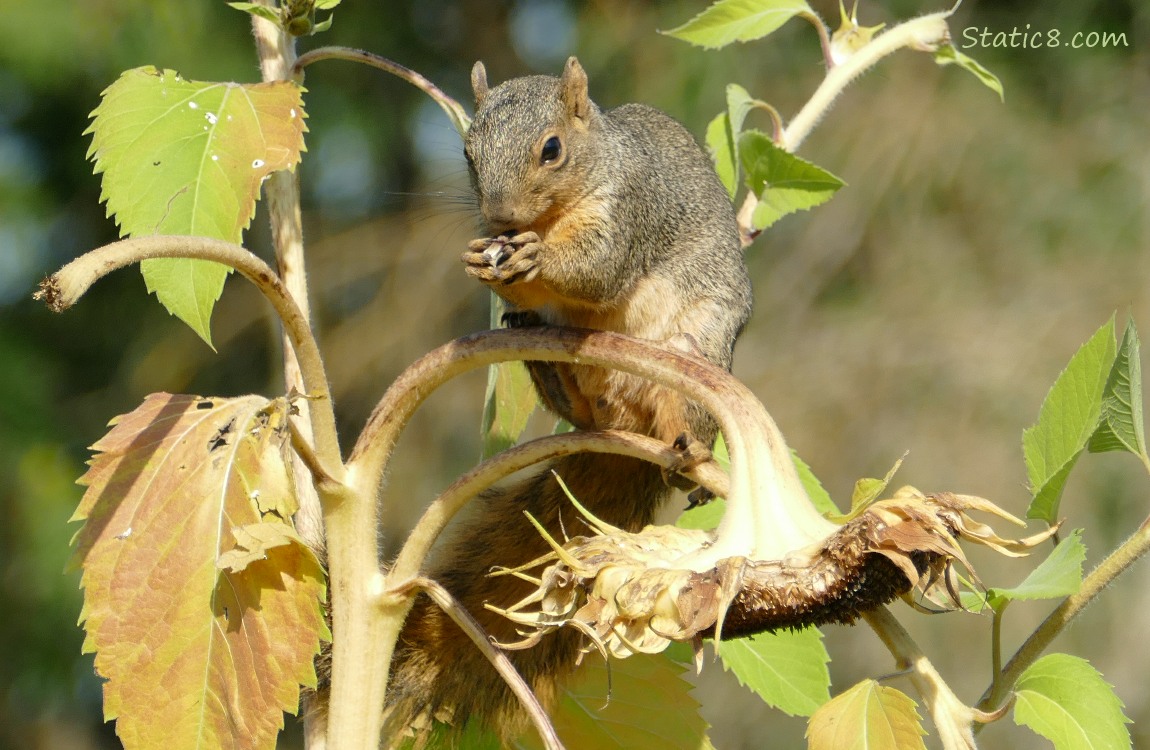 Squirrel eats on a sunflower