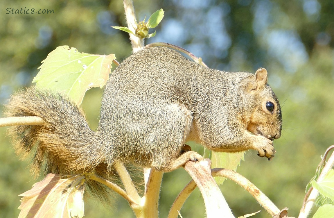 Squirrel eats on a sunflower