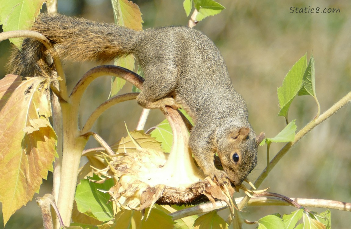 Squirrel getting sunflower seeds