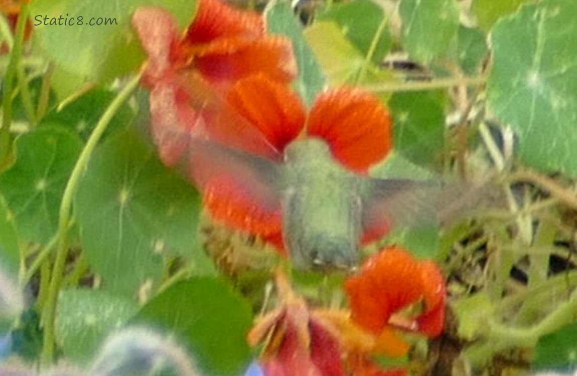 Anna Hummingbird drinking nectar from a orange Nasturtium bloom