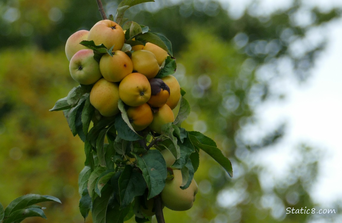 Apples ripening on the tree