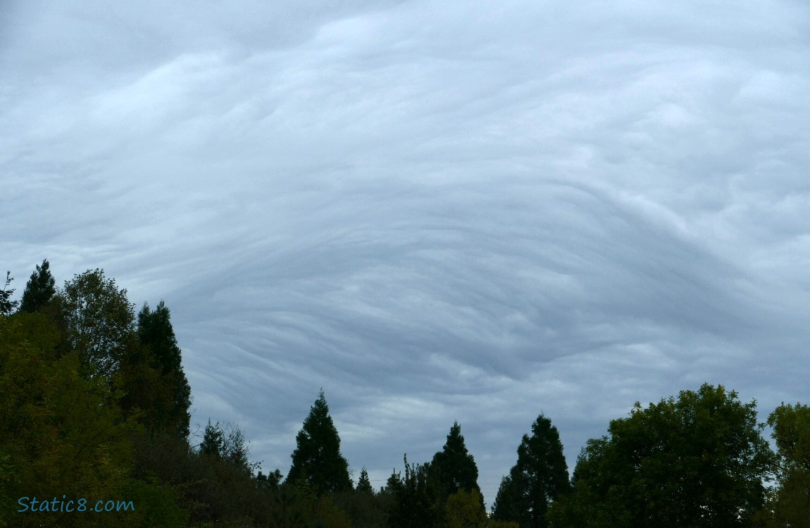 Clouds over the trees