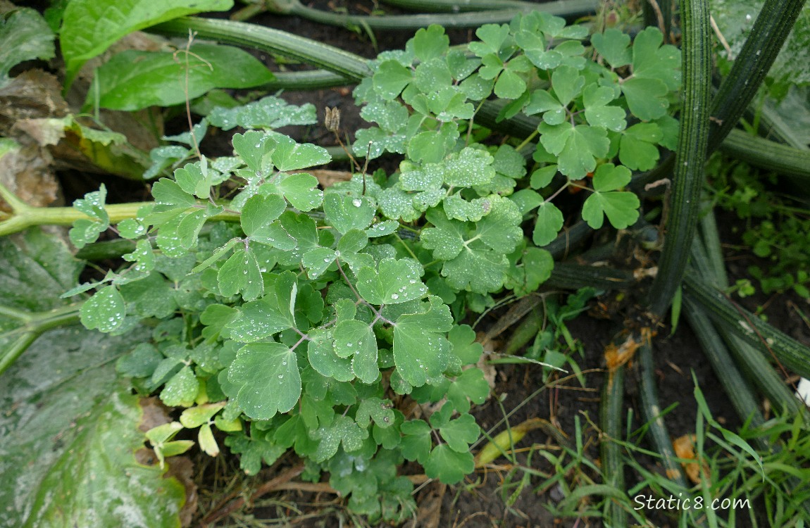 Columbine plant in the garden