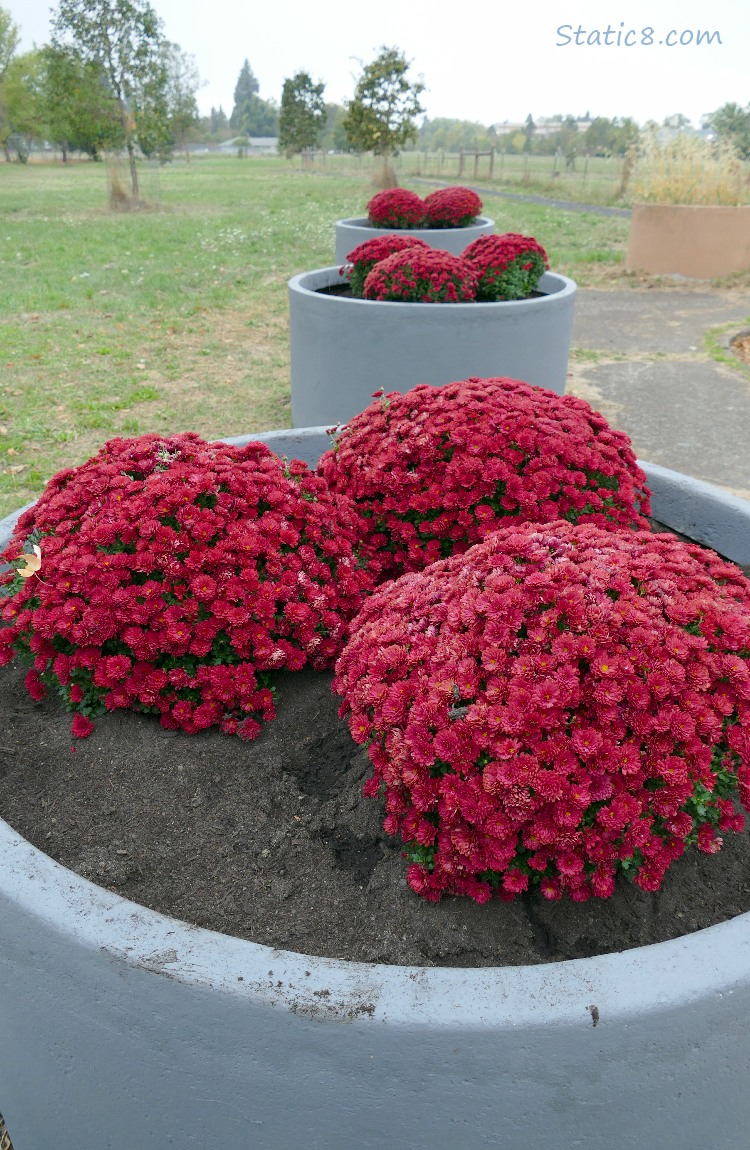 Red Chrysanthemums in large planters