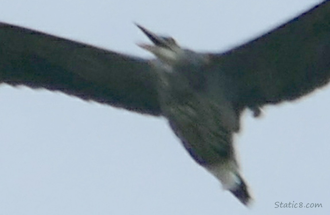 Great Blue Heron Flies