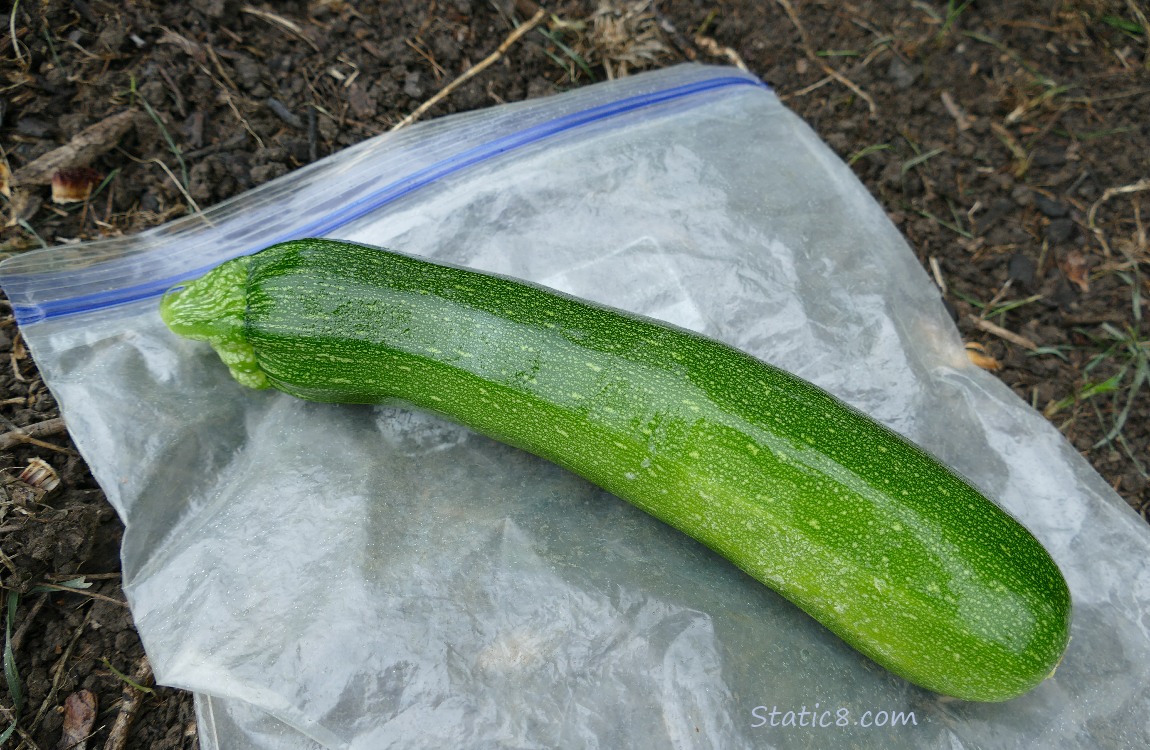 a single green Zucchini harvested, laying on the ground