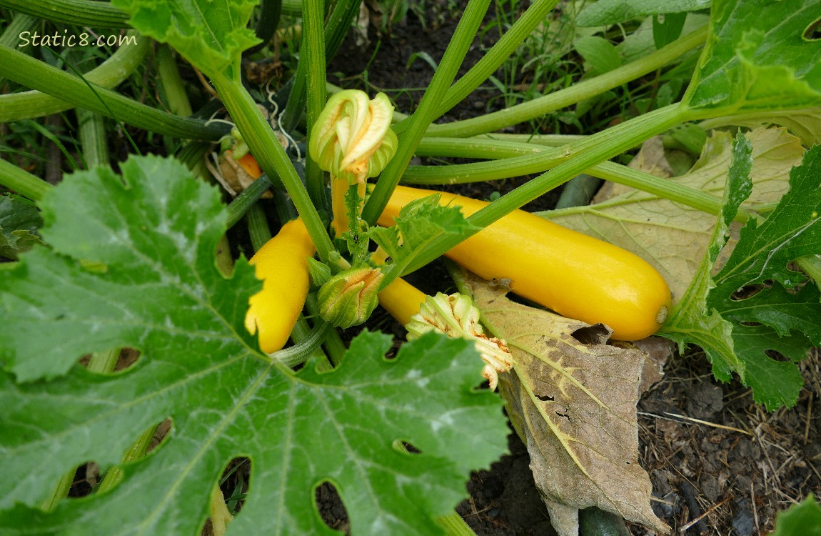 Yellow Zucchini fruits ripening on the plant