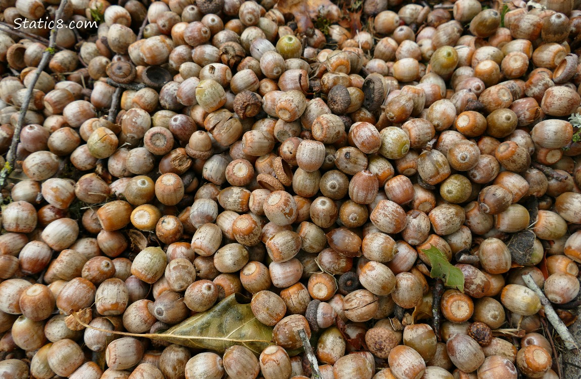 Acorns