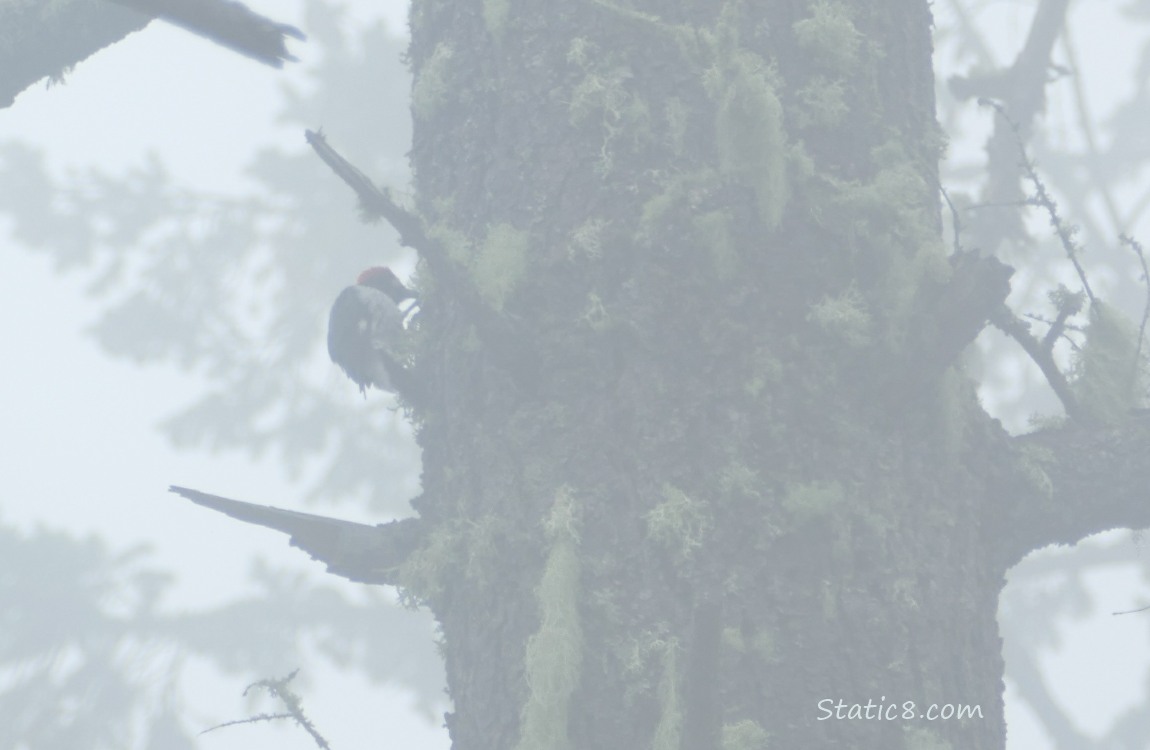 Foggy Acorn Woodpecker, standin on the side of a tree trunk