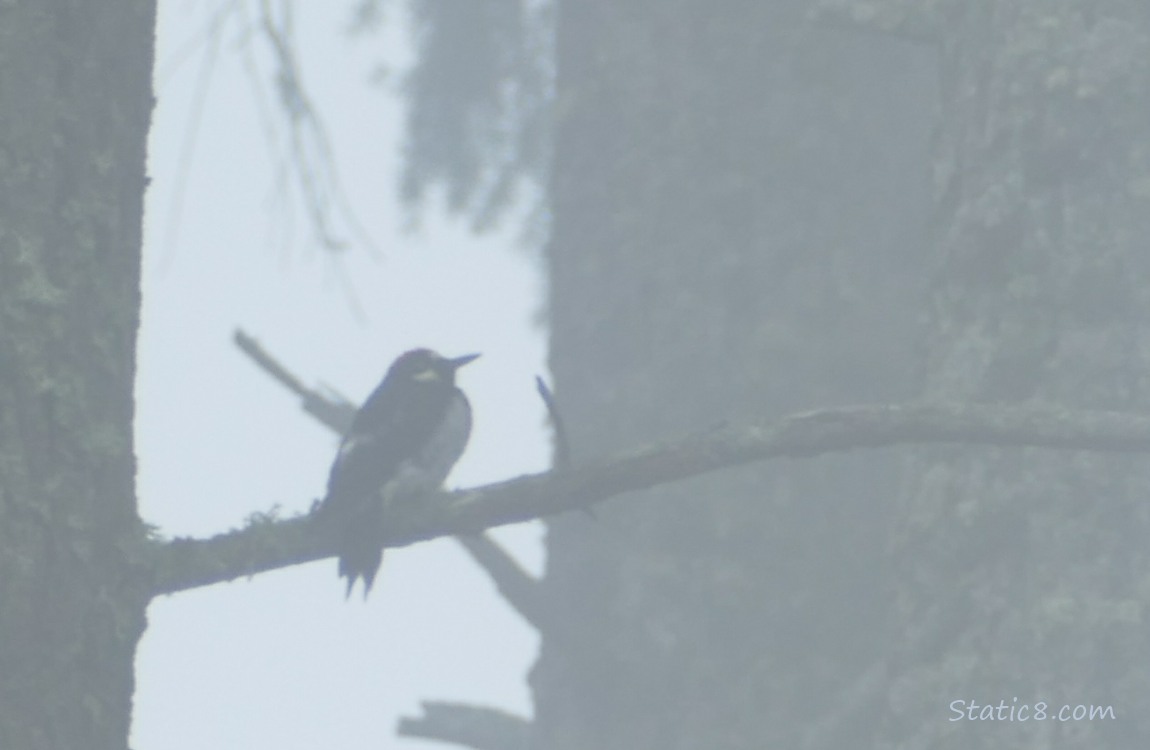 Foggy Acorn Woodpecker standing on a branch