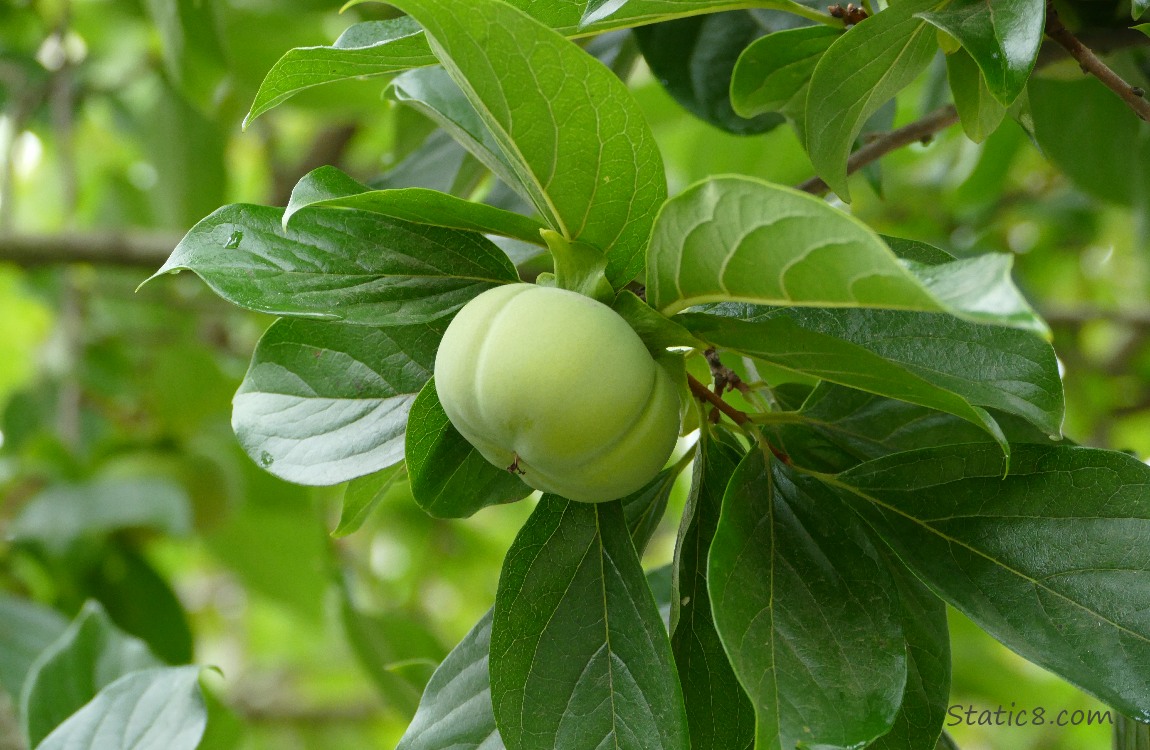 Green Persimmon ripening on the tree