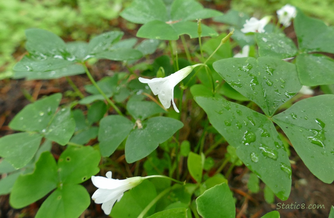 Redwood Sorrel with blooms