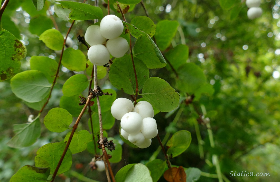 Snowberries on the vine