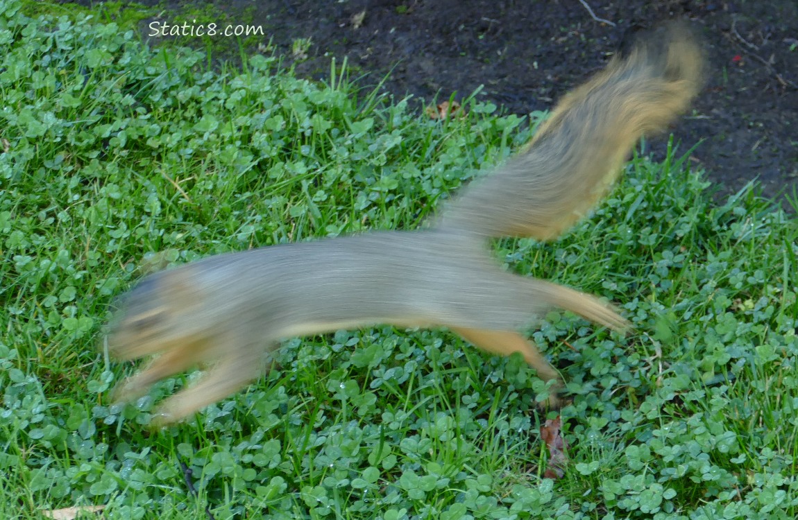 Blurry squirrel jumping in the grass