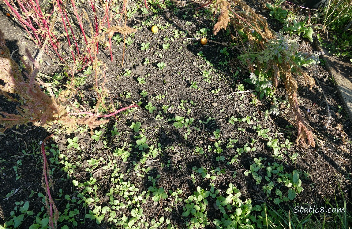 Fava seedlings coming up in an area of dirt