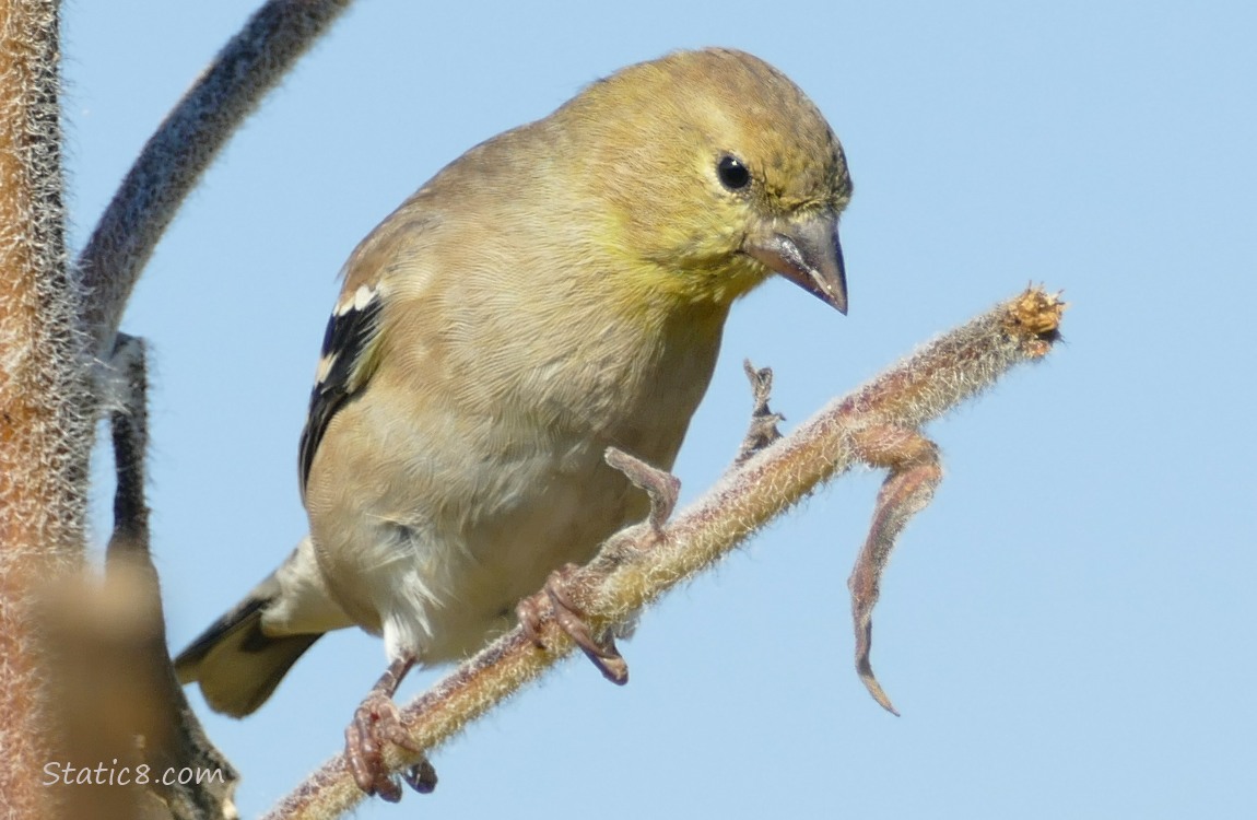 Goldfinch standing on a twig, looking down