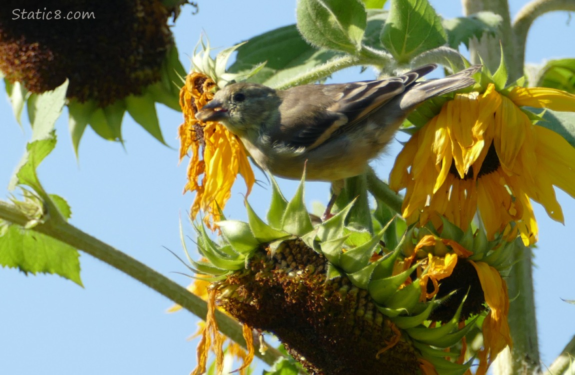 Goldfinch with a sunflower seed in her beak