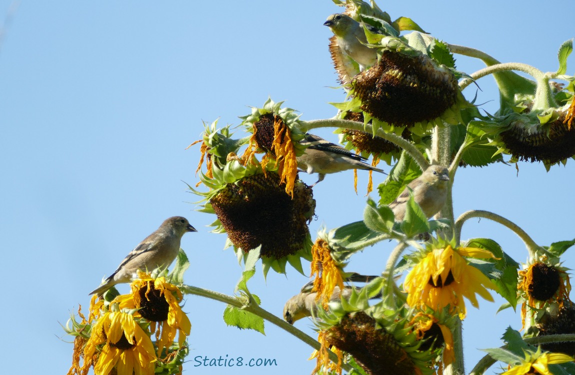 Five Goldfinches on sunflower blooms