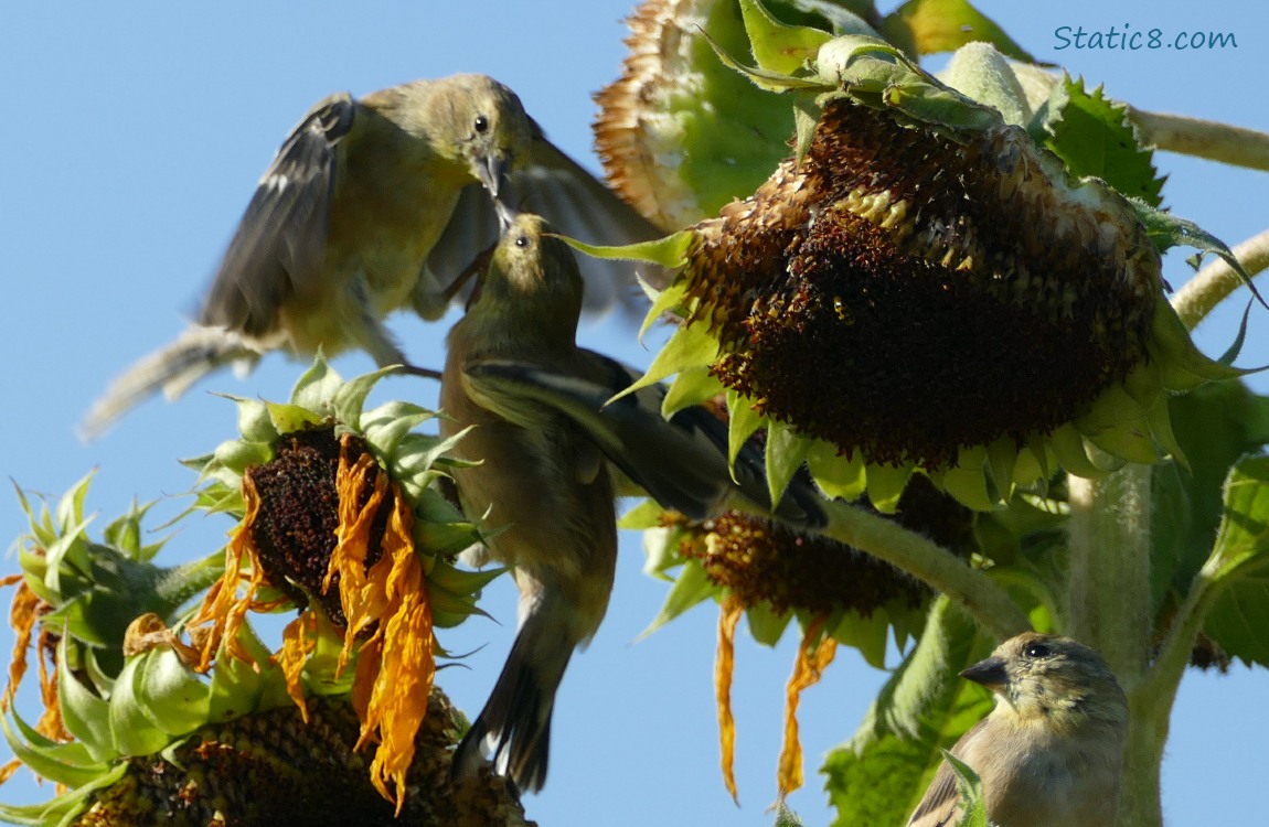 Goldfinches on Sunflower blooms