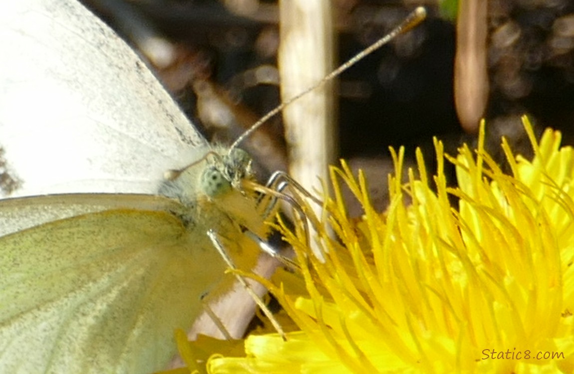 Close up of a Cabbage White on a Dandelion bloom