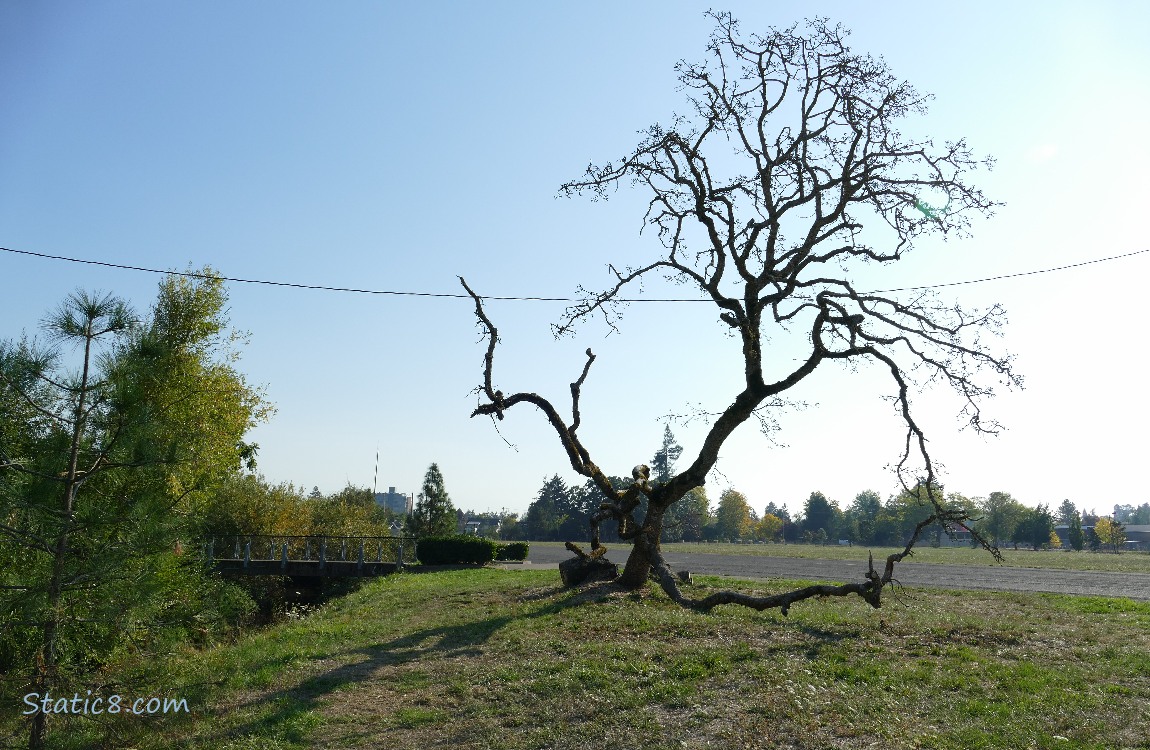 Fallen and Dead Leaning Tree