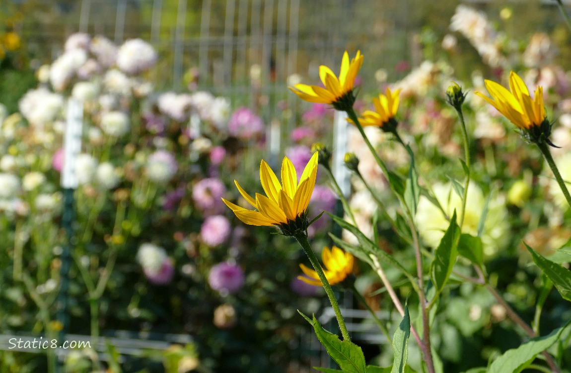 Sunchoke blooms with pink dahlias in the background