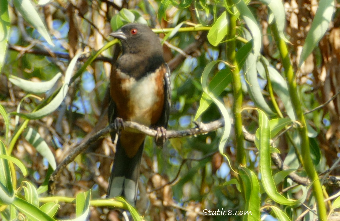 Towhee standing on a twig in a willow tree