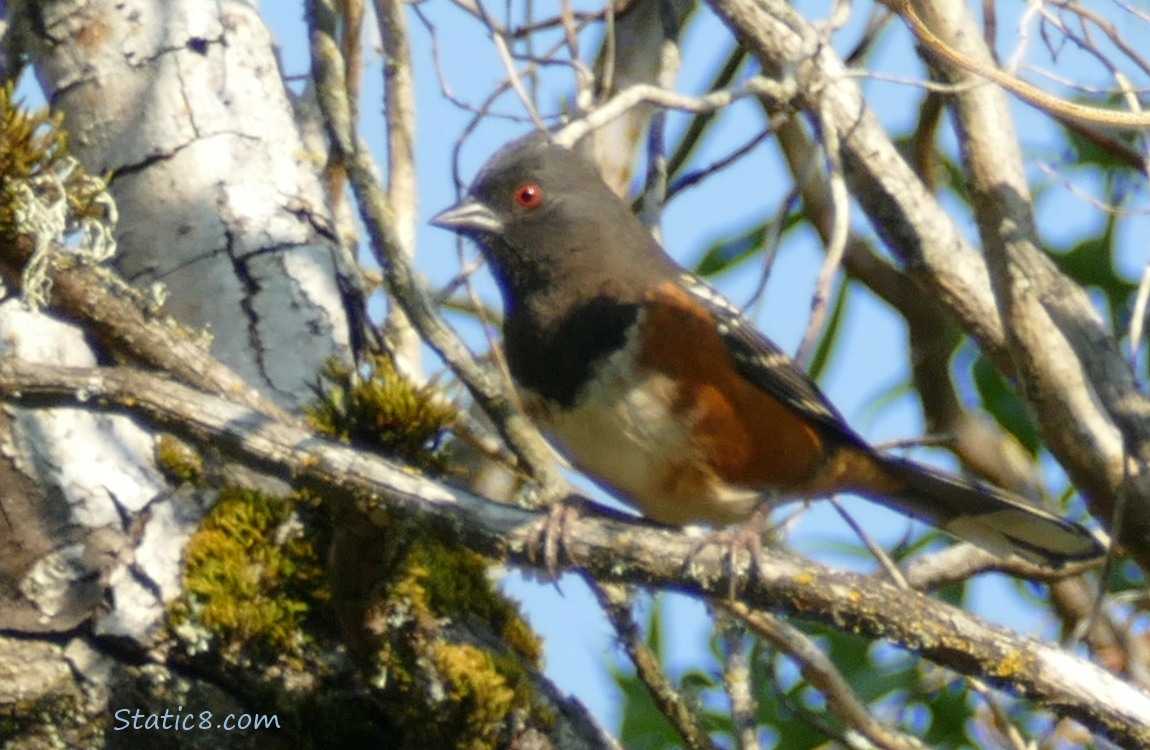 Towhee standing in a dead tree