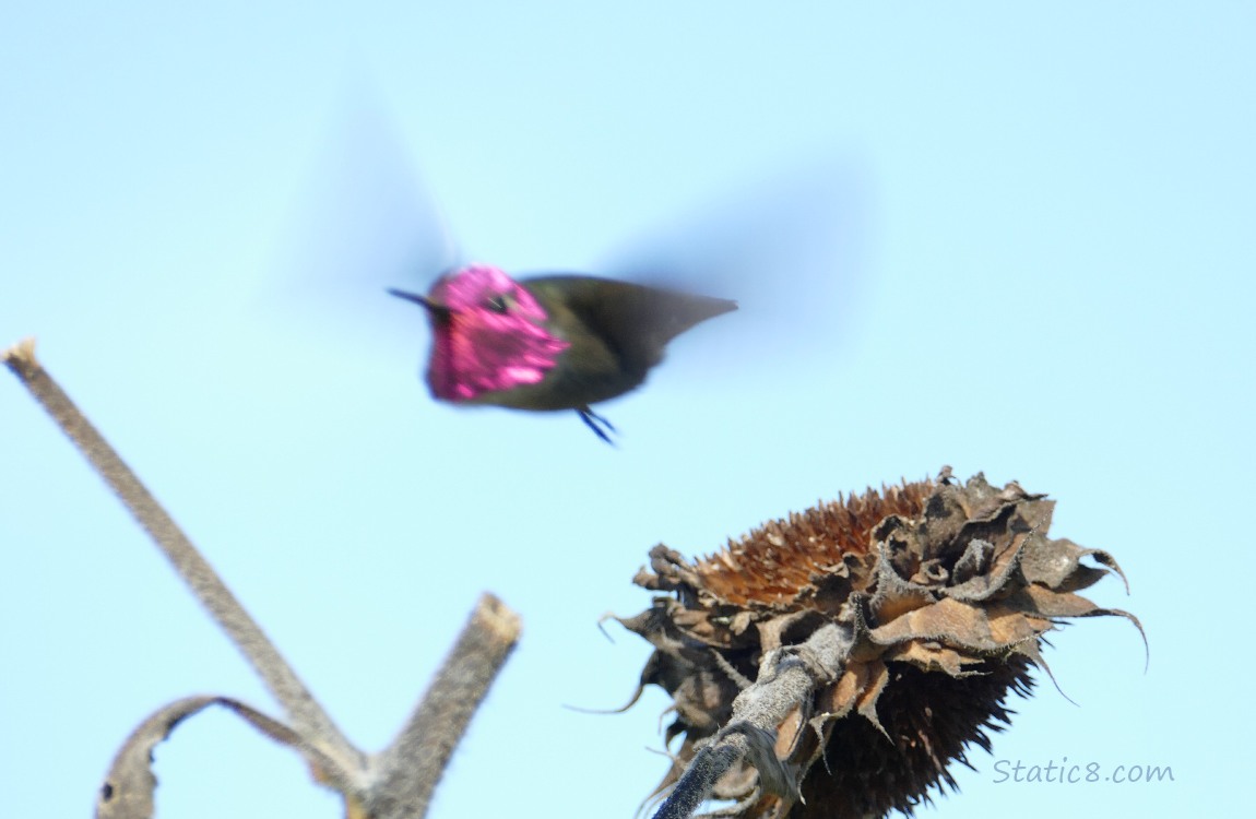 Anna Hummingbird flying