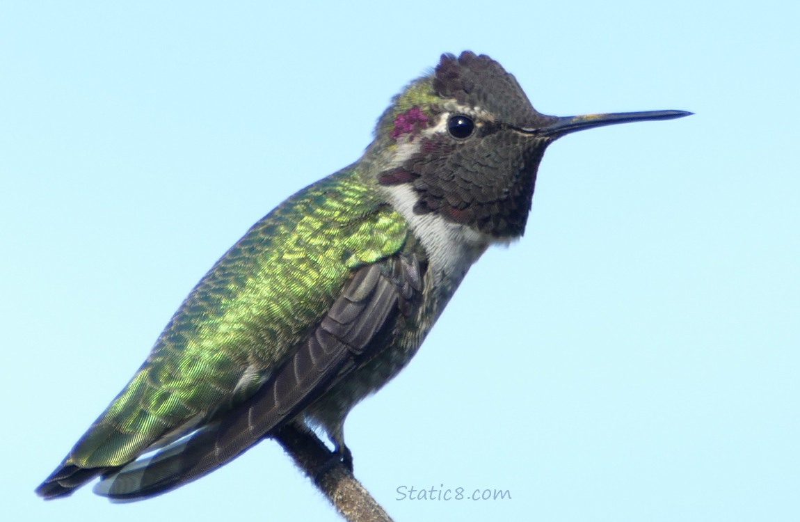 Anna Hummingbird perched on a twig