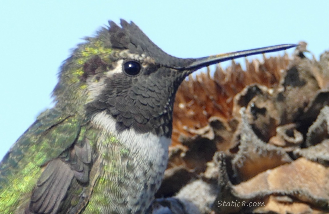 Close up of a male Anna Hummingbird