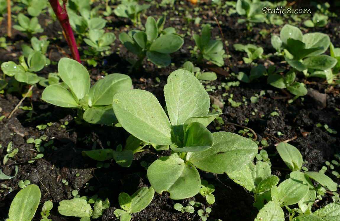 Fava seedlings