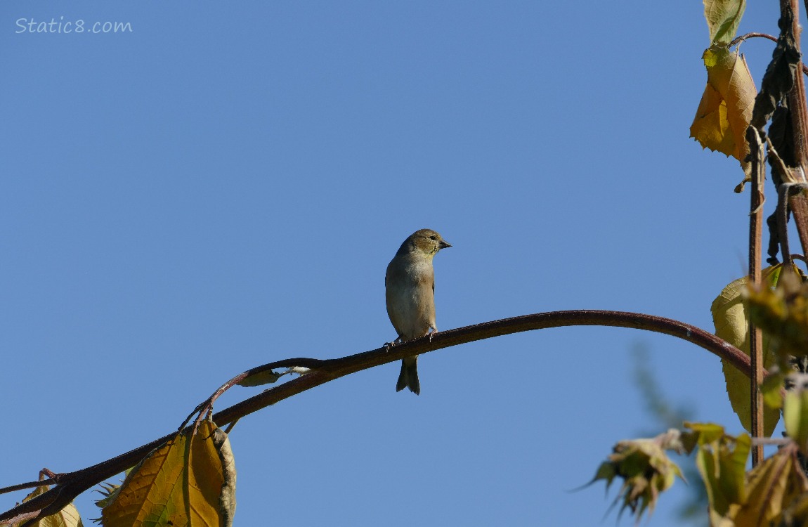 Goldfinch standing on a drooping sunflower stalk