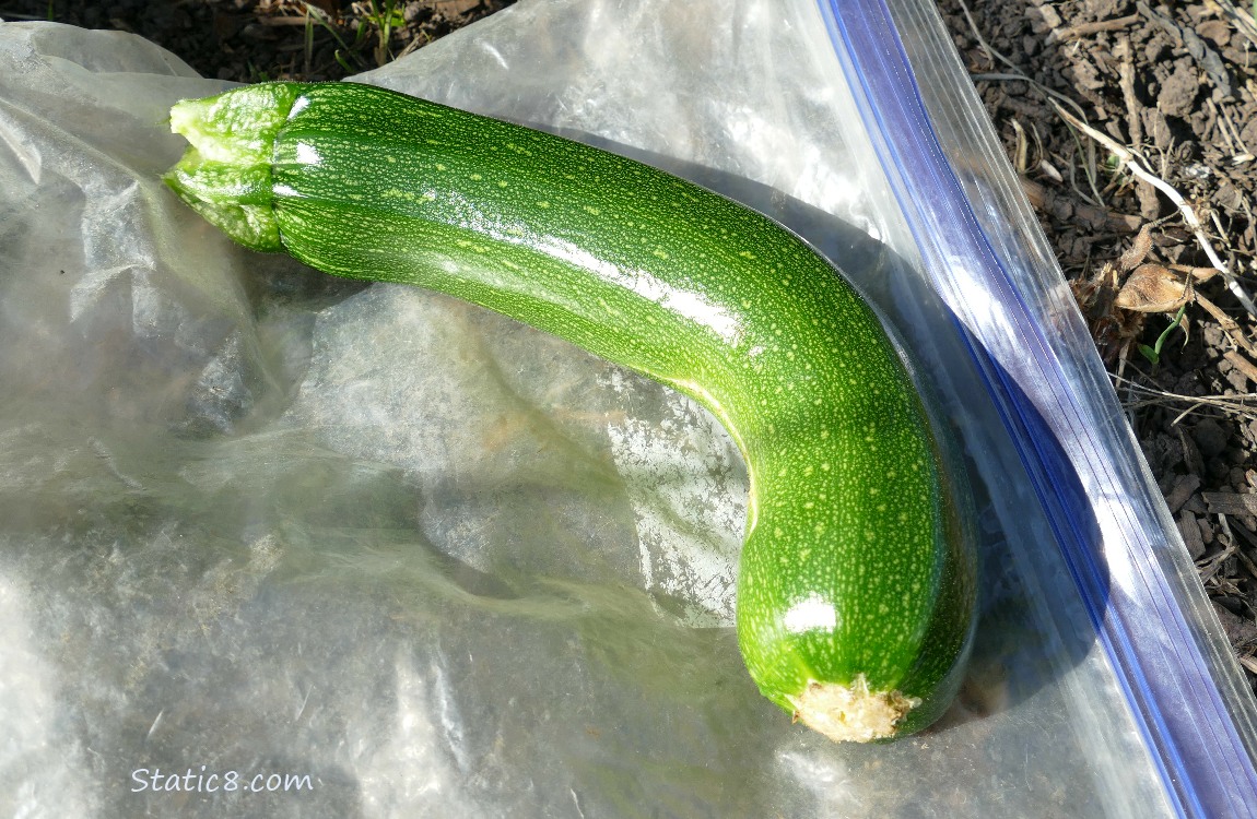 Harvested Green Zucchini laying on the ground