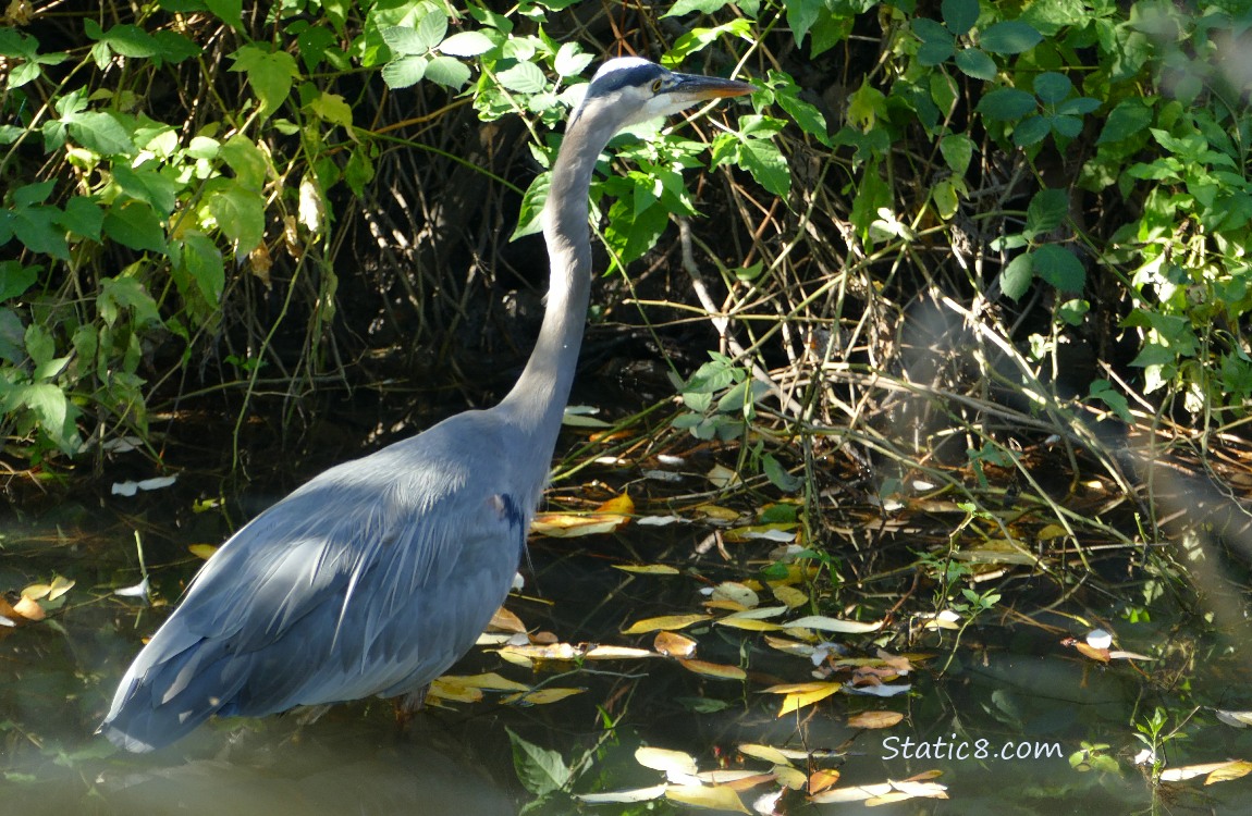 Great Blue Heron standing in water, hunting