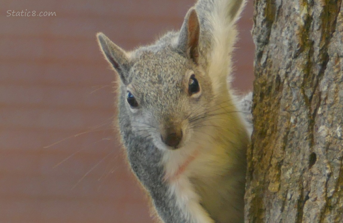 Grey Squirrel on the side of a tree trunk, with a red scratch across his chest