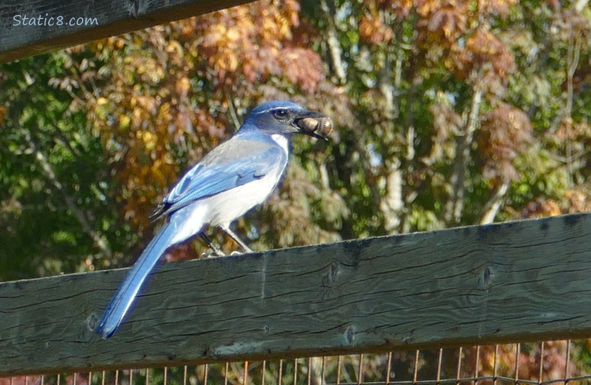 Scrub Jay standing on a wood fence with two nuts in her beak